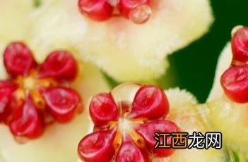 心叶球兰花图片 心叶球兰