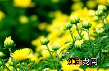 地被菊花期 地被菊