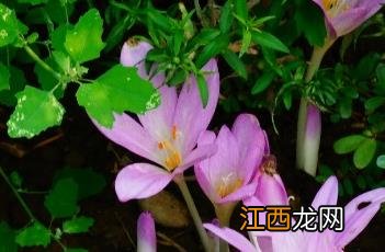 秋水仙碱 秋水仙