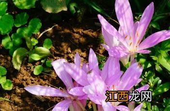 秋水仙碱 秋水仙