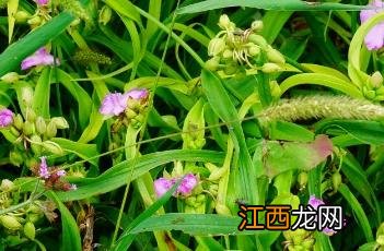 魅力阳光紫露草