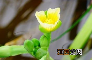 黄花蔺图片 黄花蔺