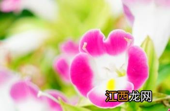 兰猪耳 兰猪耳简笔画