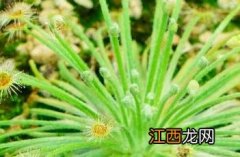 布鲁姆斯茅膏菜