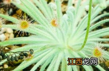 布鲁姆斯茅膏菜