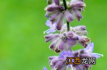 花药生产什么 分药花