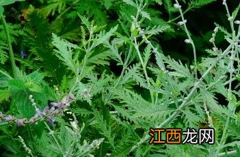 花药生产什么 分药花