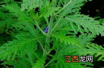 花药生产什么 分药花