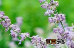 花药生产什么 分药花