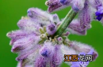 花药生产什么 分药花