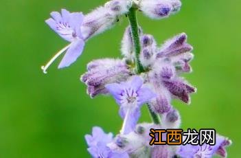 花药生产什么 分药花