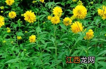 重瓣金光菊能不能泡茶喝 重瓣金光菊