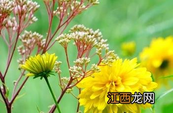 重瓣金光菊能不能泡茶喝 重瓣金光菊