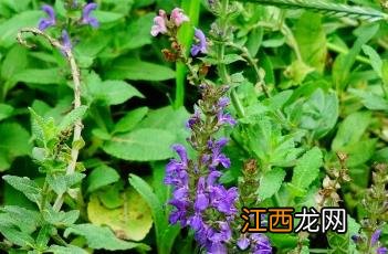 蓝山鼠尾草 蓝山鼠尾草花期