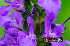 蓝山鼠尾草 蓝山鼠尾草花期