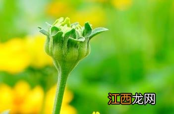 骄阳赛菊芋