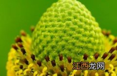 金光菊 金光菊种子种植方法和时间