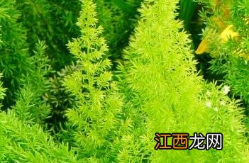 狐尾天门冬 狐尾天门冬的风水寓意