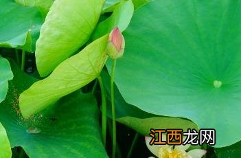 蝶恋花答李淑一 蝶恋花