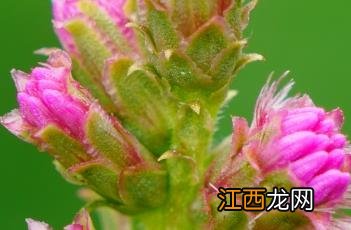 麦冬草 蛇鞭菊