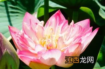 葵花向阳开,朵朵放光彩,四朵四朵数,九次数一半 葵花向阳