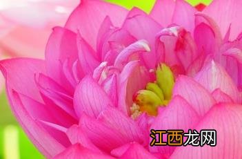 富贵莲 富贵莲花