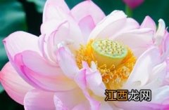 平山芙蓉 平山芙蓉花园