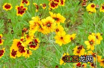 两色金鸡菊 双色金鸡菊