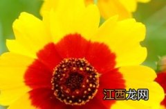 两色金鸡菊 双色金鸡菊