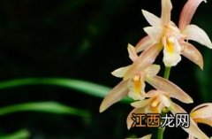 虎头兰长什么样子 象牙虎头兰