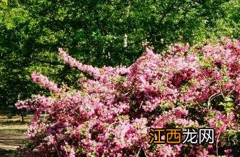 锦带花 锦带花的寓意和象征意义