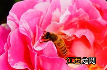 StrawberriesAndCream月季 英国玛丽罗斯月季怎么样