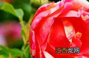 StrawberriesAndCream月季 英国玛丽罗斯月季怎么样