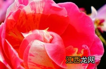 StrawberriesAndCream月季 英国玛丽罗斯月季怎么样