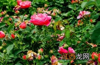 StrawberriesAndCream月季 英国玛丽罗斯月季怎么样