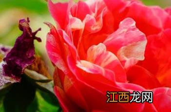 StrawberriesAndCream月季 英国玛丽罗斯月季怎么样