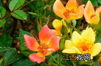 french lace月季 FleurCowles月季