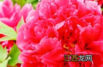 花王牡丹 花香白牡丹