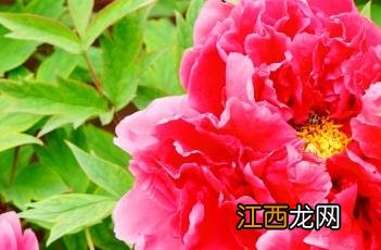 花王牡丹 花香白牡丹