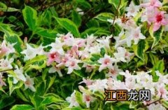 花叶锦带花后怎么修剪 花叶锦带花