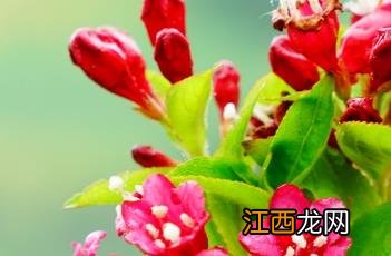 红王子锦带花 红王子锦带花期