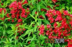 红王子锦带花 红王子锦带花期