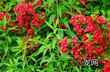 红王子锦带花 红王子锦带花期