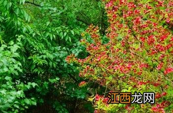 红王子锦带花 红王子锦带花期