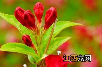 红王子锦带花 红王子锦带花期