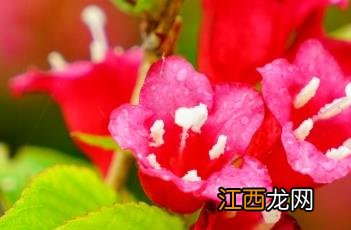 红王子锦带花 红王子锦带花期