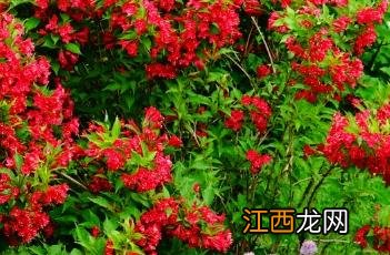 红王子锦带花 红王子锦带花期