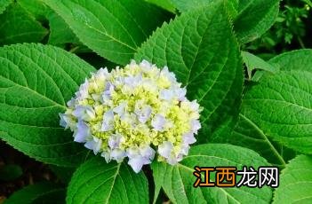 无尽夏八仙花 无尽夏八仙花是什么意思