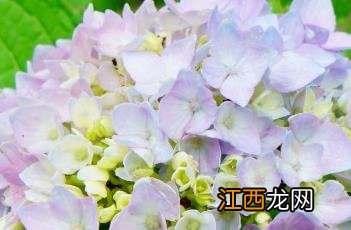 无尽夏八仙花 无尽夏八仙花是什么意思