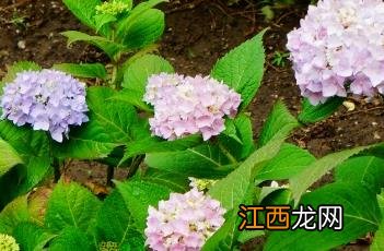 无尽夏八仙花 无尽夏八仙花是什么意思